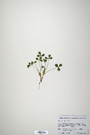  (Trifolium haussknechtii - CP0019921)  @11 [ ] CreativeCommons  Attribution Non-Commercial No Derivatives (2020) Herbarium C Natural History Museum of Denmark