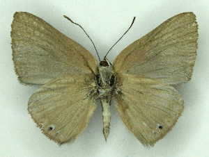  ( - MJC_736)  @11 [ ] CC-BY-NC (2024) Matthew J.W. Cock Unspecified