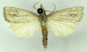  (Diatraea centrella - MJC_789)  @11 [ ] CC-BY-NC (2024) M.J.W. Cock Unspecified