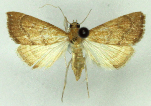  (Aethiophysa falcatalis - MJC_792)  @11 [ ] CC-BY-NC (2024) M.J.W. Cock Unspecified