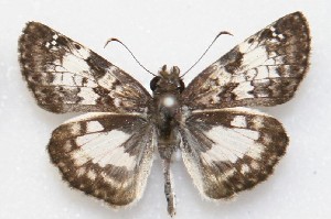  (Chiothion asychis - MJC_827)  @11 [ ] CC-BY-NC (2025) John Morrall Unspecified