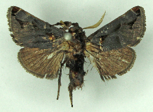  ( - MJC_850)  @11 [ ] CC-BY-NC (2025) Matthew J.W. Cock Unspecified