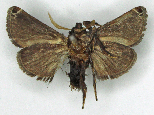  ( - MJC_850)  @11 [ ] CC-BY-NC (2025) Matthew J.W. Cock Unspecified