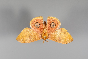  ( - MJC_AM11)  @11 [ ] CC-BY-NC (2022) Texas A&M University Insect Museum Texas A&M University Insect Museum