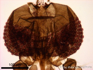  ( - TPI:ENT:#0000169)  @11 [ ] Copyright (2014) Lara E. Harrup The Pirbright Institute, Ash Road, Pirbright, Woking, Surrey, GU240NF, UK