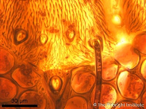  ( - TPI:ENT:#0000169)  @11 [ ] Copyright (2014) Lara E. Harrup The Pirbright Institute, Ash Road, Pirbright, Woking, Surrey, GU240NF, UK