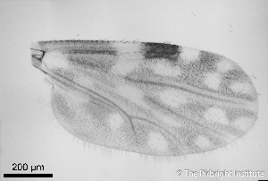  ( - TPI:ENT:#0000171)  @12 [ ] Copyright (2014) Lara E. Harrup The Pirbright Institute, Ash Road, Pirbright, Woking, Surrey, GU240NF, UK