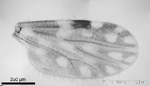  ( - TPI:ENT:#0000199)  @12 [ ] Copyright (2014) Lara E. Harrup The Pirbright Institute, Ash Road, Pirbright, Woking, Surrey, GU240NF, UK