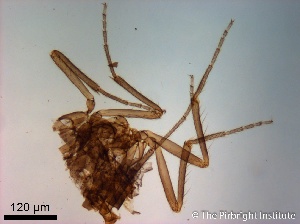  (Culicoides maruim - TPI:ENT:#0000206)  @12 [ ] Copyright (2014) Lara E. Harrup The Pirbright Institute, Ash Road, Pirbright, Woking, Surrey, GU240NF, UK