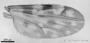  ( - TPI:ENT:#0000211)  @12 [ ] Copyright (2014) Lara E. Harrup The Pirbright Institute, Ash Road, Pirbright, Woking, Surrey, GU240NF, UK