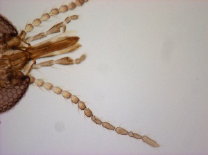  ( - TPI:ENT:#0000517)  @11 [ ] Copyright (2014) Lara E. Harrup The Pirbright Institute, Ash Road, Pirbright, Woking, Surrey, GU240NF, UK