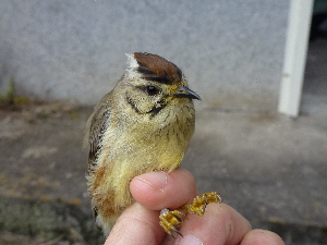  (Yuhina - K32409)  @11 [ ] CreativeCommons - Attribution Non-Commercial Share-Alike (2019) Unspecified College of Environmental Studies, National Dong Hwa University