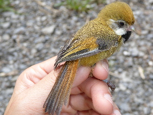  (Paradoxornithidae - K44897)  @11 [ ] CreativeCommons - Attribution Non-Commercial Share-Alike (2019) Unspecified College of Environmental Studies, National Dong Hwa University