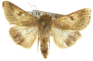  (Helicoverpa armigera - BIOUG07540-F09)  @15 [ ] CreativeCommons - Attribution (2012) CBG Photography Group Centre for Biodiversity Genomics
