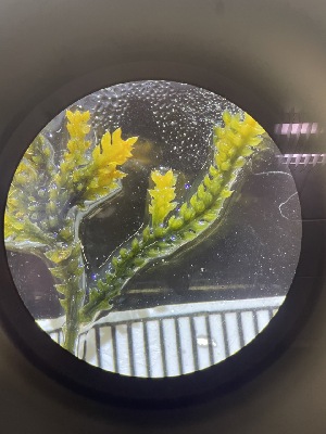  ( - ESC_142_A)  @11 [ ] by-nc-sa (2024) Unspecified Bigelow Laboratory for Ocean Sciences