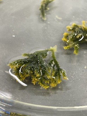  ( - ESC_142_A)  @11 [ ] by-nc-sa (2024) Unspecified Bigelow Laboratory for Ocean Sciences