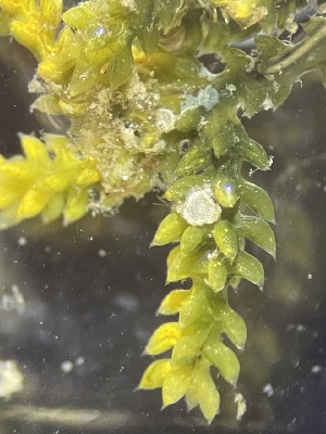  ( - ESC_142_A)  @11 [ ] by-nc-sa (2024) Unspecified Bigelow Laboratory for Ocean Sciences