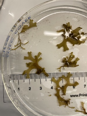  ( - ESC_148_A)  @11 [ ] Unspecified (default): All Rights Reserved  Unspecified Unspecified