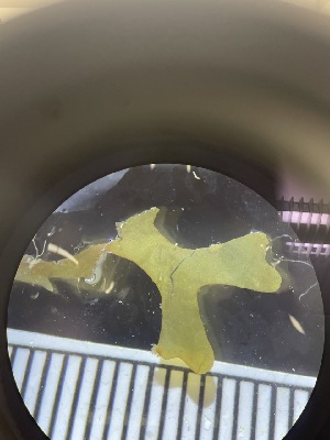  ( - ESC_148_A)  @11 [ ] Unspecified (default): All Rights Reserved  Unspecified Unspecified