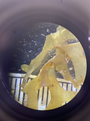  ( - ESC_148_A)  @11 [ ] Unspecified (default): All Rights Reserved  Unspecified Unspecified