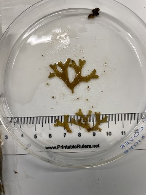  ( - ESC_152_A)  @11 [ ] Unspecified (default): All Rights Reserved  Unspecified Unspecified