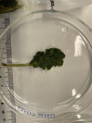  (Rhipocephalus phoenix f. brevifolius - ESC_153_A)  @11 [ ] by-nc-sa (2024) Unspecified Bigelow Laboratory for Ocean Sciences