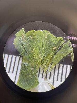  ( - ESC_153_A)  @11 [ ] by-nc-sa (2024) Unspecified Bigelow Laboratory for Ocean Sciences