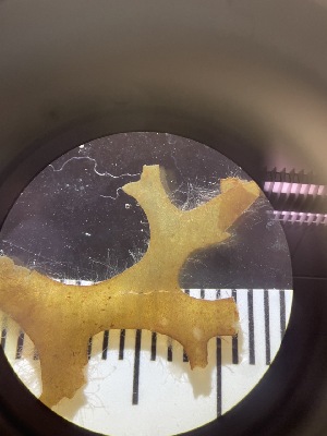  ( - ESC_154_A)  @11 [ ] Unspecified (default): All Rights Reserved  Unspecified Unspecified