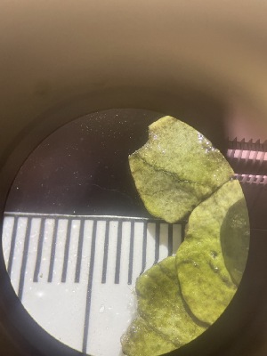  ( - ESC_158_A)  @11 [ ] Unspecified (default): All Rights Reserved  Unspecified Unspecified