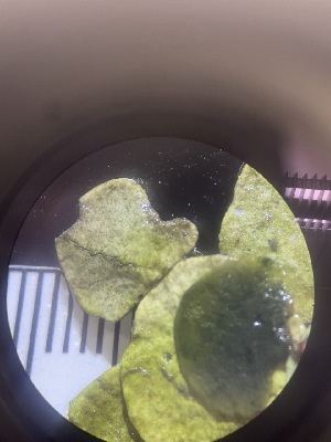  (Halimeda simulans - ESC_158_A)  @11 [ ] Unspecified (default): All Rights Reserved  Unspecified Unspecified