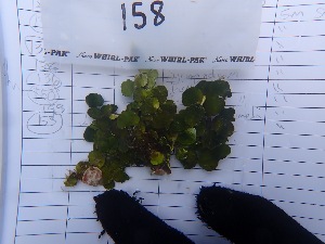  ( - ESC_158_A)  @11 [ ] Unspecified (default): All Rights Reserved  Unspecified Unspecified