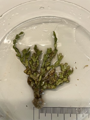  ( - ESC_159_A)  @11 [ ] by-nc-sa (2024) Unspecified Bigelow Laboratory for Ocean Sciences