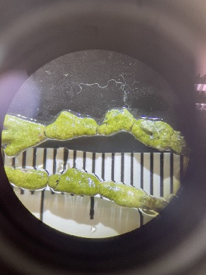  ( - ESC_159_A)  @11 [ ] by-nc-sa (2024) Unspecified Bigelow Laboratory for Ocean Sciences