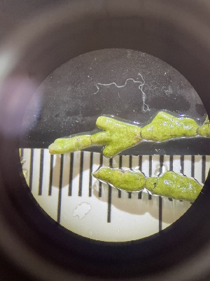  ( - ESC_159_A)  @11 [ ] by-nc-sa (2024) Unspecified Bigelow Laboratory for Ocean Sciences