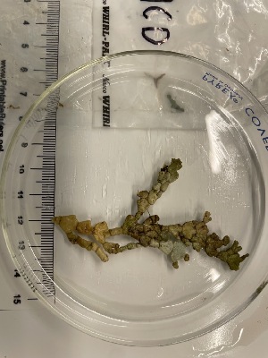  ( - ESC_159_C)  @11 [ ] by-nc-sa (2024) Unspecified Bigelow Laboratory for Ocean Sciences