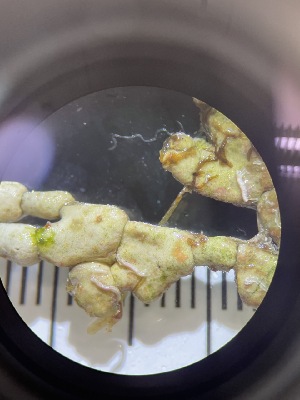  ( - ESC_159_C)  @11 [ ] by-nc-sa (2024) Unspecified Bigelow Laboratory for Ocean Sciences