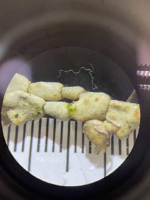  ( - ESC_159_C)  @11 [ ] by-nc-sa (2024) Unspecified Bigelow Laboratory for Ocean Sciences