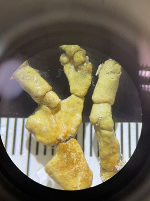  ( - ESC_159_C)  @11 [ ] by-nc-sa (2024) Unspecified Bigelow Laboratory for Ocean Sciences