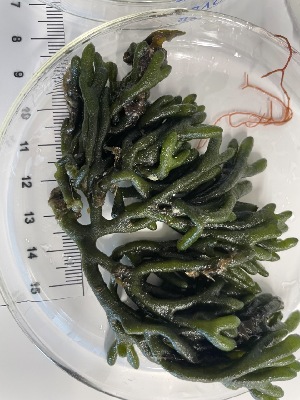  ( - ESC_50_A)  @11 [ ] by-nc-sa (2024) Unspecified Bigelow Laboratory for Ocean Sciences