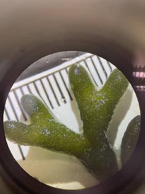  ( - ESC_50_A)  @11 [ ] by-nc-sa (2024) Unspecified Bigelow Laboratory for Ocean Sciences