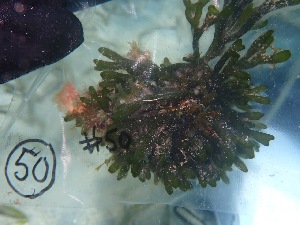  ( - ESC_50_A)  @11 [ ] by-nc-sa (2024) Unspecified Bigelow Laboratory for Ocean Sciences