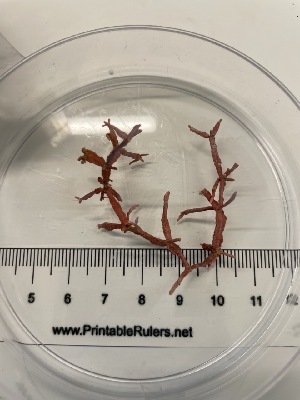  ( - ESC_96_A)  @11 [ ] Unspecified (default): All Rights Reserved  Unspecified Unspecified