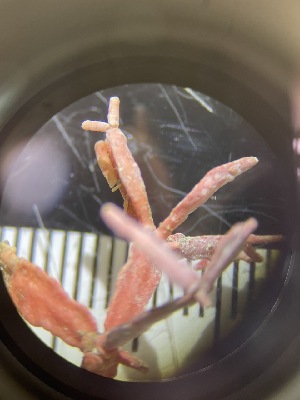  ( - ESC_96_A)  @11 [ ] Unspecified (default): All Rights Reserved  Unspecified Unspecified