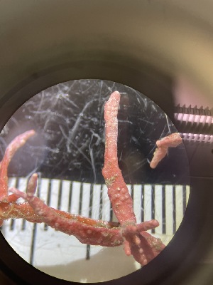  ( - ESC_96_A)  @11 [ ] Unspecified (default): All Rights Reserved  Unspecified Unspecified