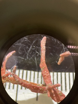  ( - ESC_96_A)  @11 [ ] Unspecified (default): All Rights Reserved  Unspecified Unspecified