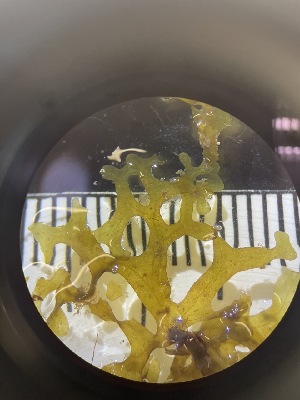  ( - ESC_97_C)  @11 [ ] by-nc-sa (2024) Unspecified Bigelow Laboratory for Ocean Sciences