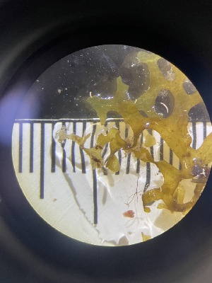  ( - ESC_97_C)  @11 [ ] by-nc-sa (2024) Unspecified Bigelow Laboratory for Ocean Sciences