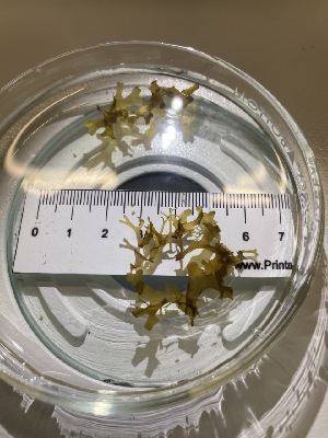  ( - ESC_98_A)  @11 [ ] Unspecified (default): All Rights Reserved  Unspecified Unspecified