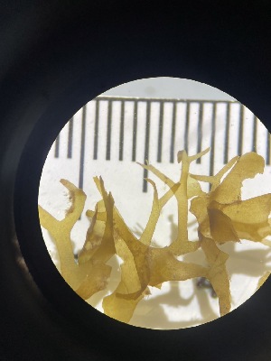  ( - ESC_98_A)  @11 [ ] Unspecified (default): All Rights Reserved  Unspecified Unspecified