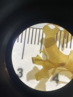  ( - ESC_98_A)  @11 [ ] Unspecified (default): All Rights Reserved  Unspecified Unspecified